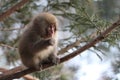 Wild Baby Monkey