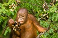 Wild Baby Orangutan Eating Red Berries in The Forest Of Borneo Malaysia Royalty Free Stock Photo