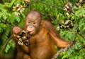 Wild Baby Orangutan Eating Red Berries in The Forest Of Borneo Malaysia Royalty Free Stock Photo