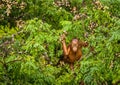 Wild Baby Orangutan Eating Red Berries in The Forest Of Borneo Malaysia Royalty Free Stock Photo