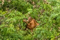 Wild Baby Orangutan Eating Red Berries in The Forest Of Borneo Malaysia Royalty Free Stock Photo