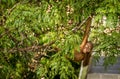 Wild Baby Orangutan Eating Red Berries in The Forest Of Borneo Malaysia Royalty Free Stock Photo