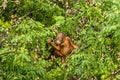 Wild Baby Orangutan Eating Red Berries in The Forest Of Borneo Malaysia Royalty Free Stock Photo