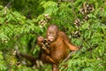 Wild Baby Orangutan Eating Red Berries in The Forest Of Borneo Malaysia Royalty Free Stock Photo