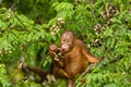 Wild Baby Orangutan Eating Red Berries in The Forest Of Borneo Malaysia Royalty Free Stock Photo