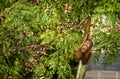 Wild Baby Orangutan Eating Red Berries in The Forest Of Borneo Malaysia Royalty Free Stock Photo