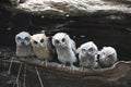 wild baby owls