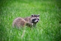 Wild baby racoon