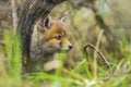 Wild baby red fox cub vulpes vulpes