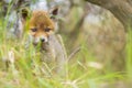 Wild baby red fox cub vulpes vulpes