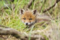 Wild baby red fox cub vulpes vulpes