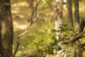 Wild Baby Rhesus Macaque Stretching Out on Branch Royalty Free Stock Photo