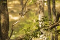Wild Baby Rhesus Macaque Swinging from a Branch