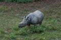 Wild baby rhinoceros in Nepal Royalty Free Stock Photo