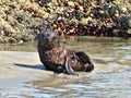 Wild Baby Seal Being Curious at my Camera at Wharariki Beach, New Zealand