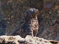 Wild Baby Seal Enjoying the Sun at Wharariki Beach, New Zealan