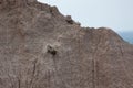 Wild Baby Sheep on a Steep Mountain