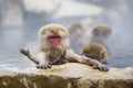 Wild Baby Snow Monkey Experiences Hot Springs Royalty Free Stock Photo