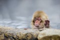 Wild Baby Snow Monkey Saying `Enough!`