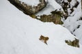Wild Baby Snow Monkey Sliding on Snow