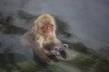 Wild Baby Snow Monkey Zen in Hot Springs Royalty Free Stock Photo