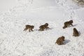 Wild Baby Snow Monkeys Playing Chase in Snow