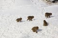 Wild Baby Snow Monkeys Playing Chase in Snow Royalty Free Stock Photo