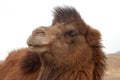 Wild bactrian camel Royalty Free Stock Photo