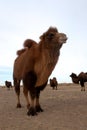 Wild bactrian camel