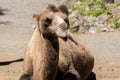 Wild Bactrian Camel or Camelus Ferus F. Bactriana at the zoo in Zurich in Switzerland