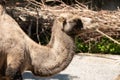 Wild Bactrian Camel or Camelus Ferus F. Bactriana at the zoo in Zurich in Switzerland