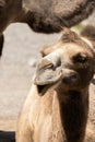 Wild Bactrian Camel or Camelus Ferus F. Bactriana at the zoo in Zurich in Switzerland