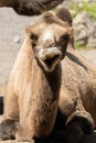 Wild Bactrian Camel or Camelus Ferus F. Bactriana at the zoo in Zurich in Switzerland