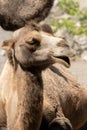 Wild Bactrian Camel or Camelus Ferus F. Bactriana at the zoo in Zurich in Switzerland