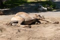 Wild Bactrian Camel or Camelus Ferus F. Bactriana at the zoo in Zurich in Switzerland