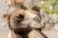 Wild Bactrian Camel or Camelus Ferus F. Bactriana at the zoo in Zurich in Switzerland