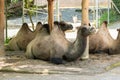 Wild Bactrian Camel or Camelus Ferus F. Bactriana at the zoo in Zurich in Switzerland Royalty Free Stock Photo