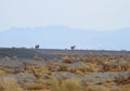 Wild Bactrian Camel, Camelus ferus