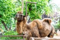 Wild bactrian camel