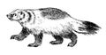 Wild Badger, forest animal. Symbol of the north. Vintage monochrome style. Mammal in Europe. Engraved hand drawn sketch