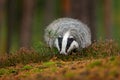 Wild Badger, Meles meles, animal in wood. European badger, autumn pine green forest. Mammal environment, rainy day. Badger in fore