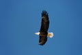 Wild bald eagle against blue sky