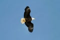 Wild bald eagle against blue sky