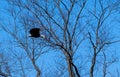 Bald eagle flying near tree Royalty Free Stock Photo