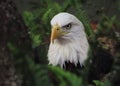 Wild bald eagle nesting on a tree