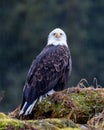 Wild bald eagle perched on cliff of Resurrection Bay with blur background, vertical shot