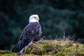 Wild bald eagle perched on cliff of Resurrection Bay with blur background