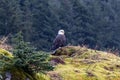 Wild bald eagle perched on cliff of Resurrection Bay with blur background