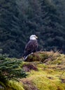 Wild bald eagle perched on cliff of Resurrection Bay with forest trees background, vertical shot