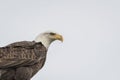 A wild bald eagle standing and searching for food at